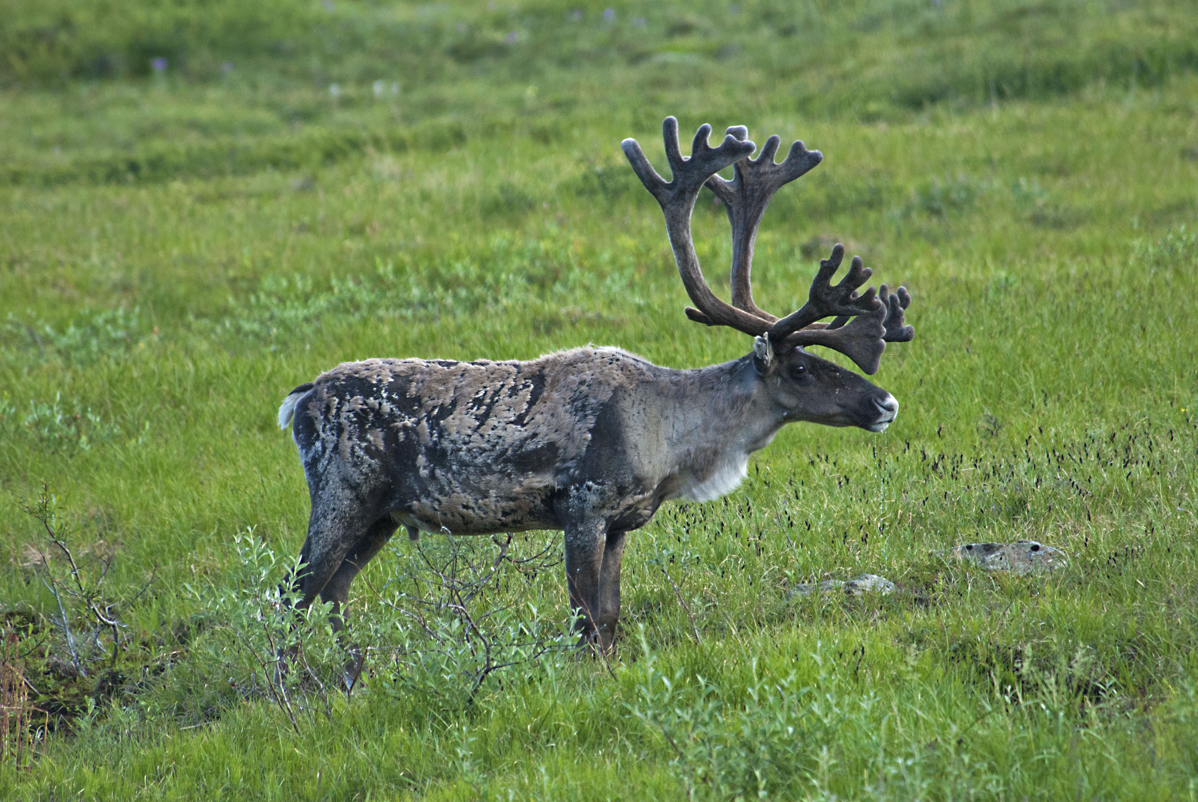 caribou