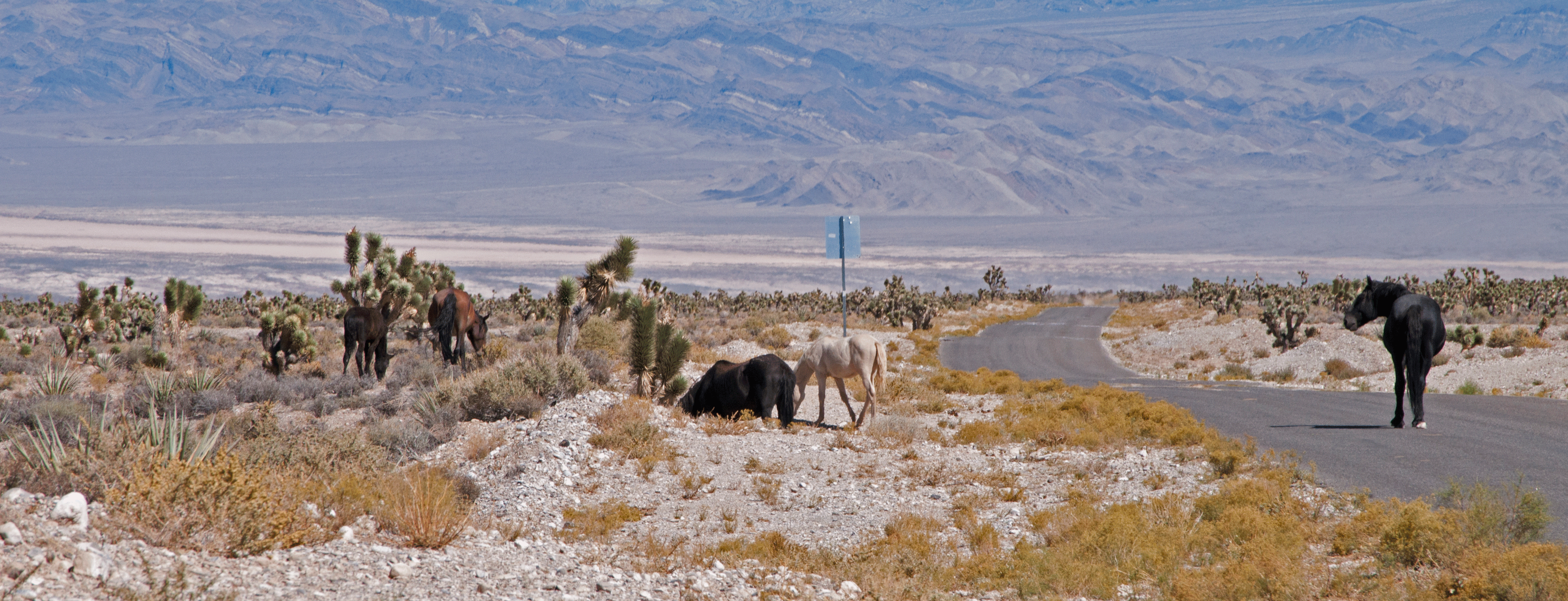 wild mustangs in Nevada